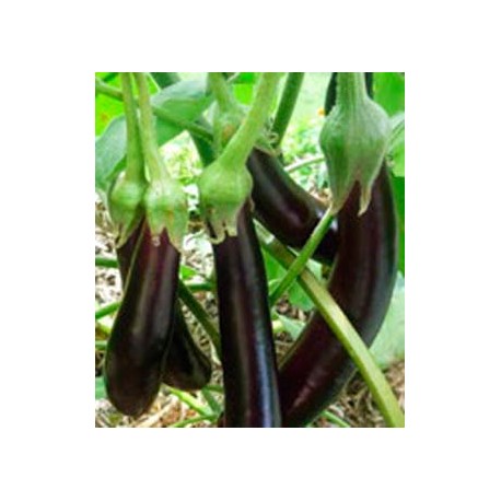 Aubergine longue violette