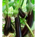 Aubergine Longue Violette