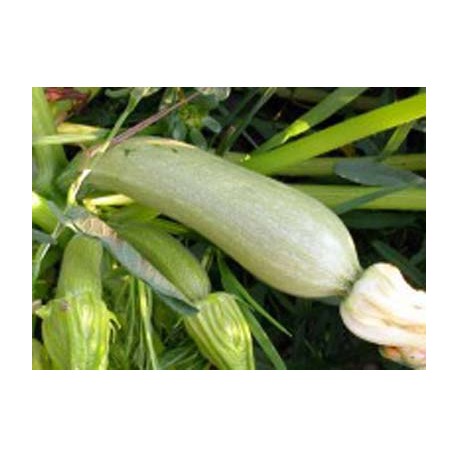 Courgette Genovèse