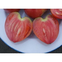 Tomate japonaise Coeur de boeuf Rose