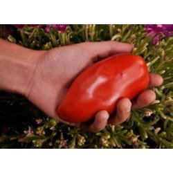 Tomate demi-saison Des Andes