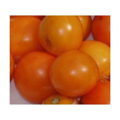 Tomate Orange Bourgois