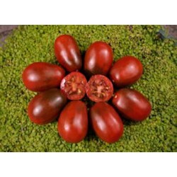 Tomates Noires demi-saison Prune