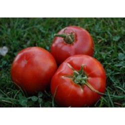 Tomate Rouge demi-saison Muscat